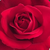 Rdeča - Vrtnica čajevka - Mister Lincoln